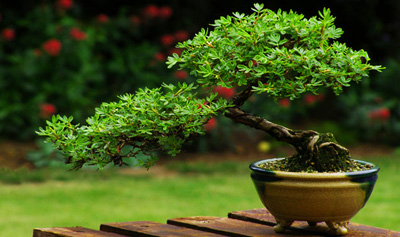 ¿Cómo es un Bonsai Han-Kengai?